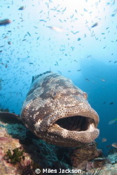Curious Brown Marbled Grouper loves posing for the camera by Miles Jackson 